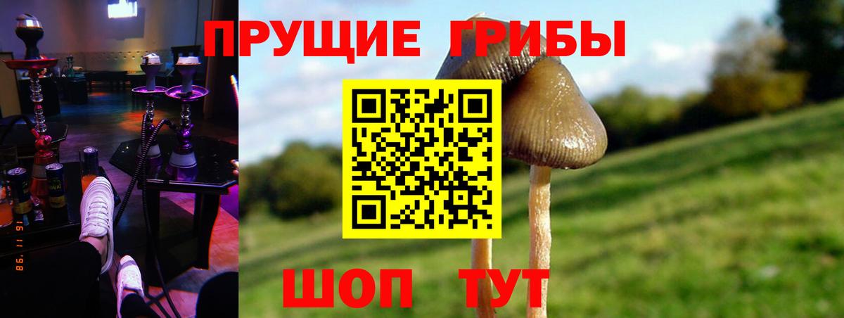 Черногорск  Псилоцибиновые грибы Psilocybe  Вход с VPN 
